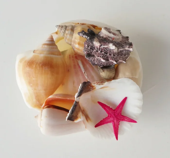 Muschelset