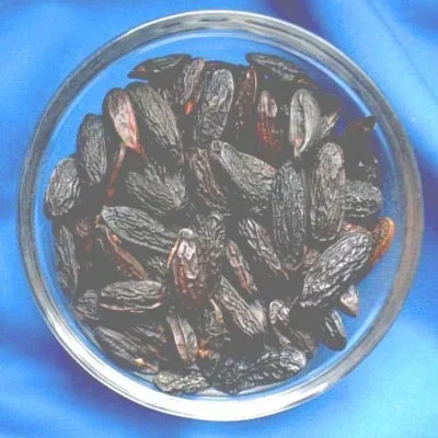 Tonkabohnen (Coumarouna odorata)